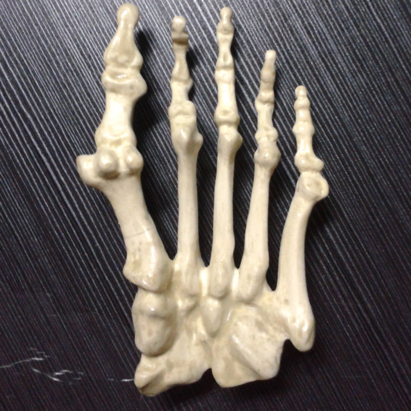 人體腳掌骨骼