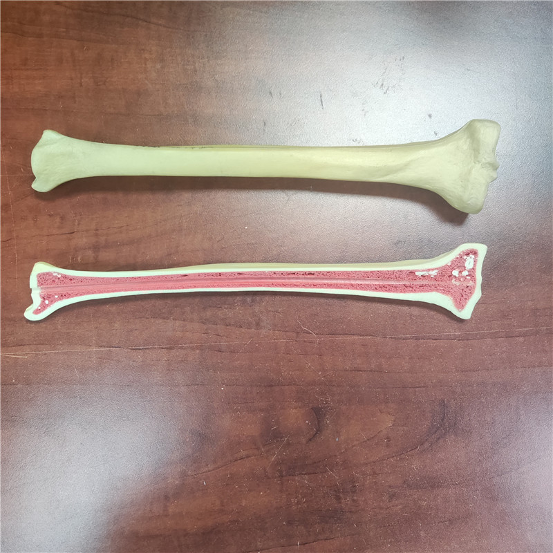 硬泡教學(xué)用骨頭模型