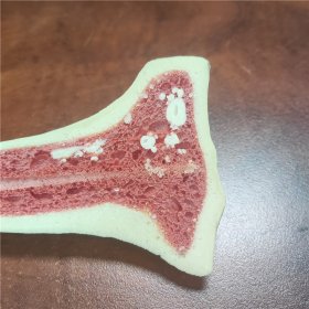 教學(xué)實(shí)驗(yàn)用仿真人體骨骼帶紅芯骨髓